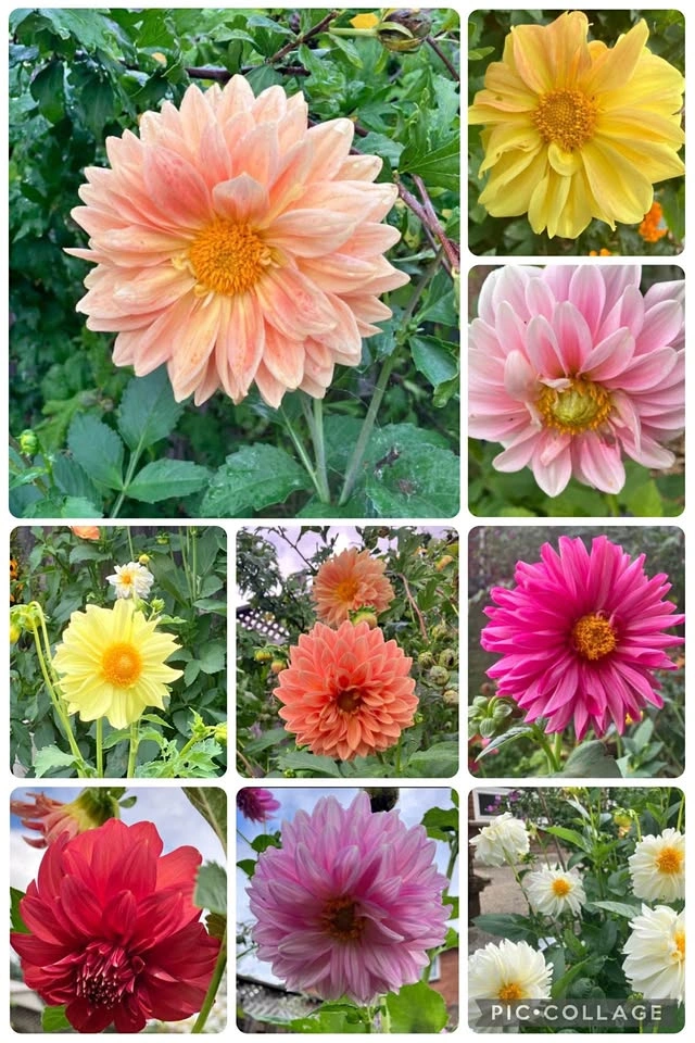 Dahlia variabilis seeds @ Mississauga