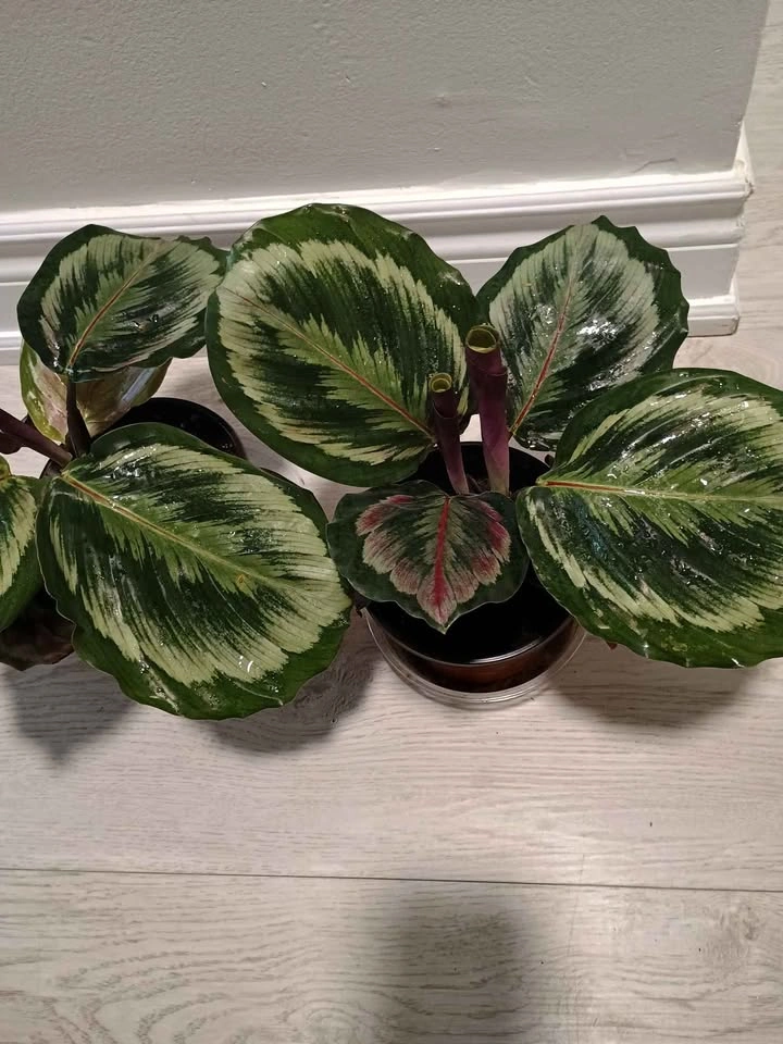 Beautiful Succulents - photo 2