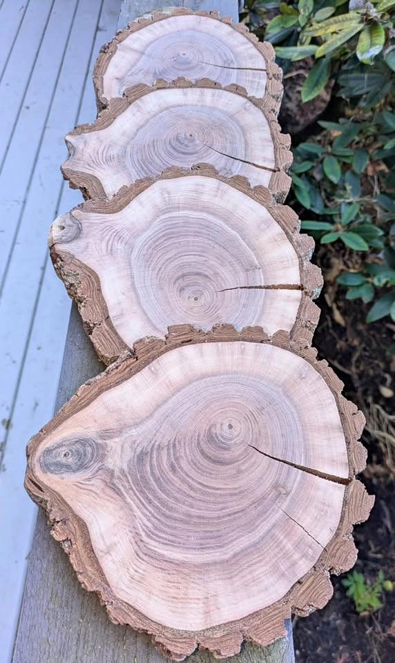 Walnut wood rounds - Available today!
