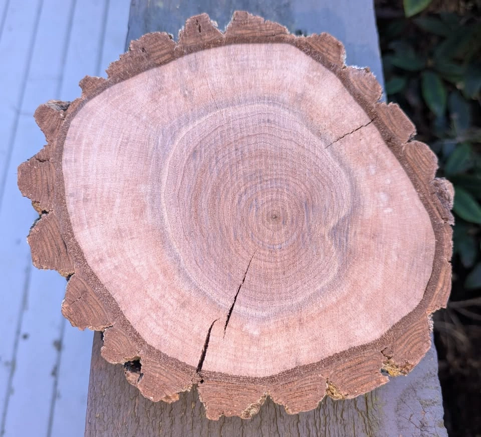 Walnut wood rounds - Available today! - photo 2