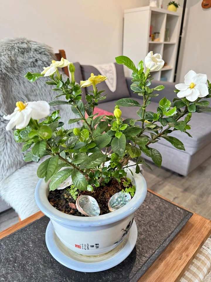 Potted Gardenia Plant with Flowers