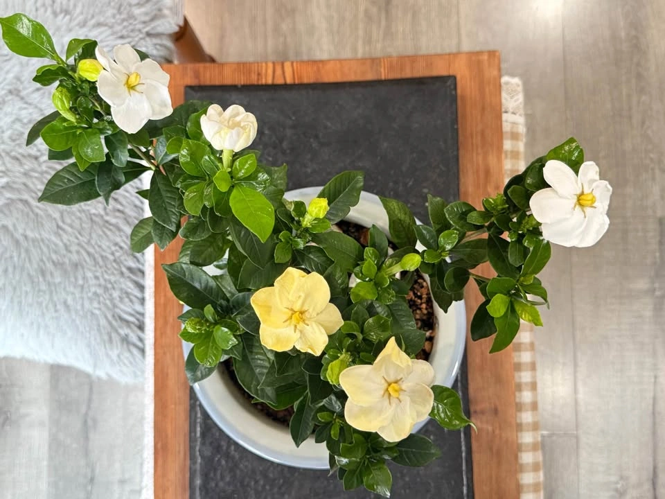 Potted Gardenia Plant with Flowers - photo 2