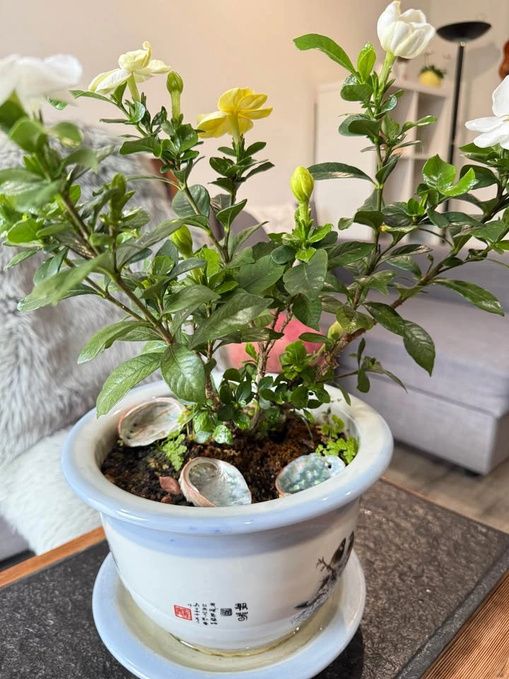 Potted Gardenia Plant with Flowers - photo 3