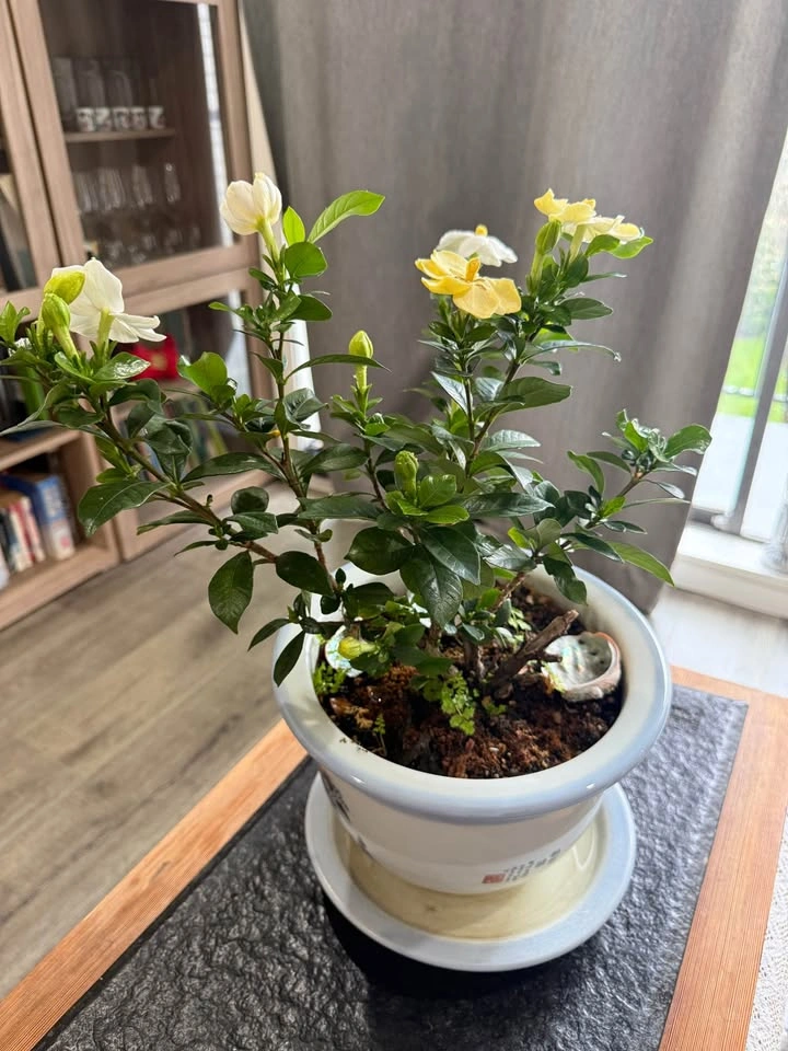 Potted Gardenia Plant with Flowers - photo 4