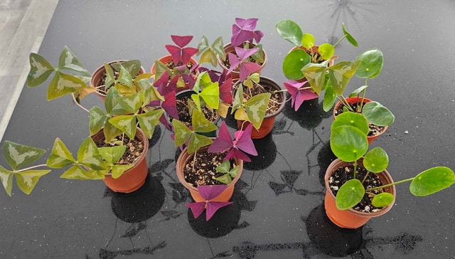 Pilea and oxalis plants