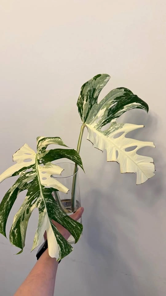 Monstera Albo top cut