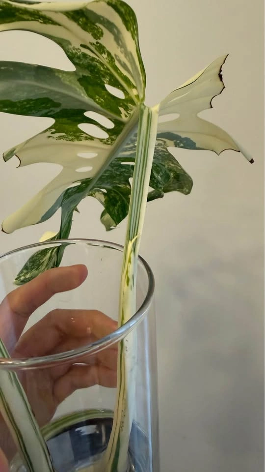 Monstera Albo top cut - photo 2