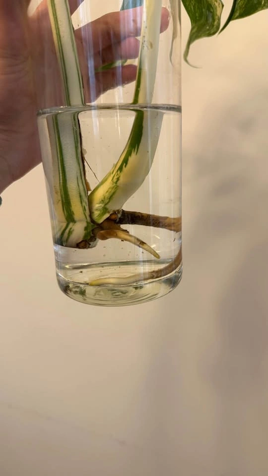 Monstera Albo top cut - photo 3