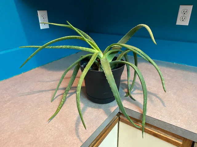 Aloe Vera plant thumbnail
