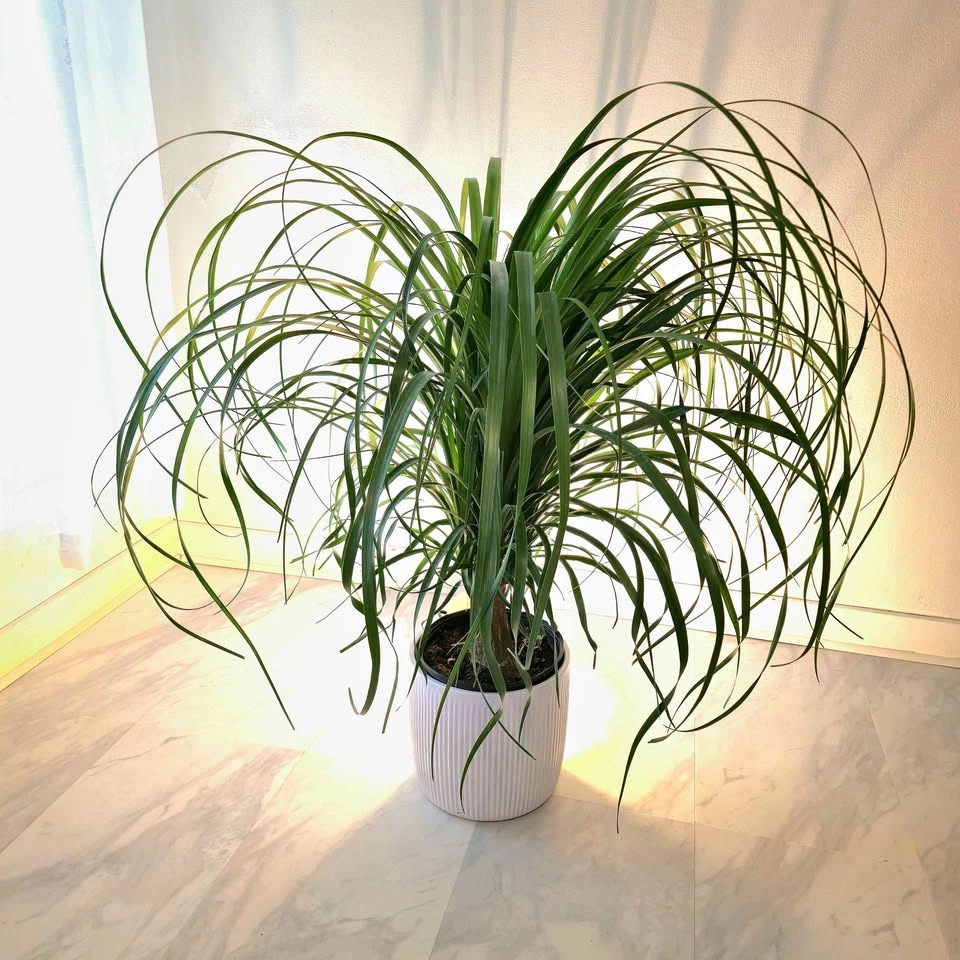 BIG Ponytail Palm in ceramic pot! | 3' Real Indoor Plant | 🟢 FRE