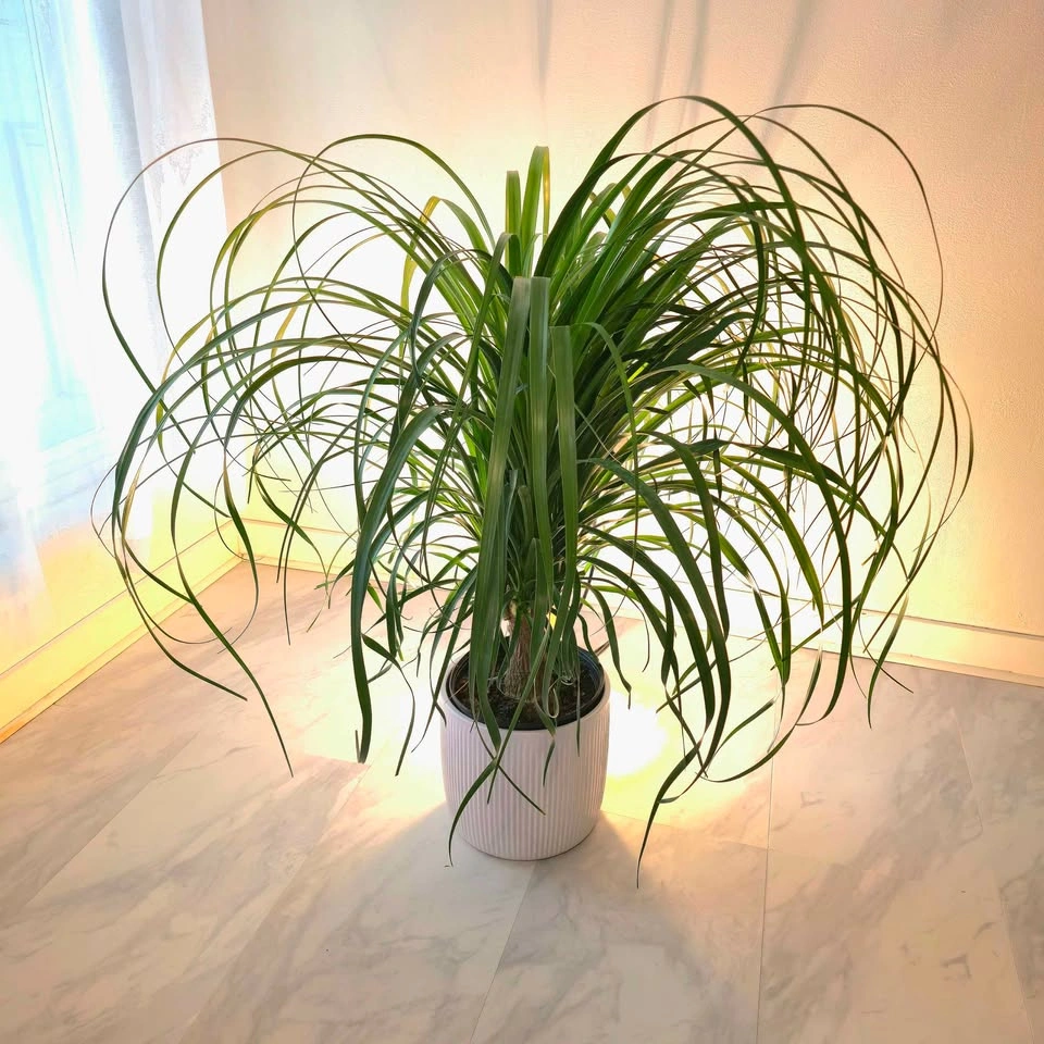 BIG Ponytail Palm in ceramic pot! | 3' Real Indoor Plant | 🟢 FRE - photo 2