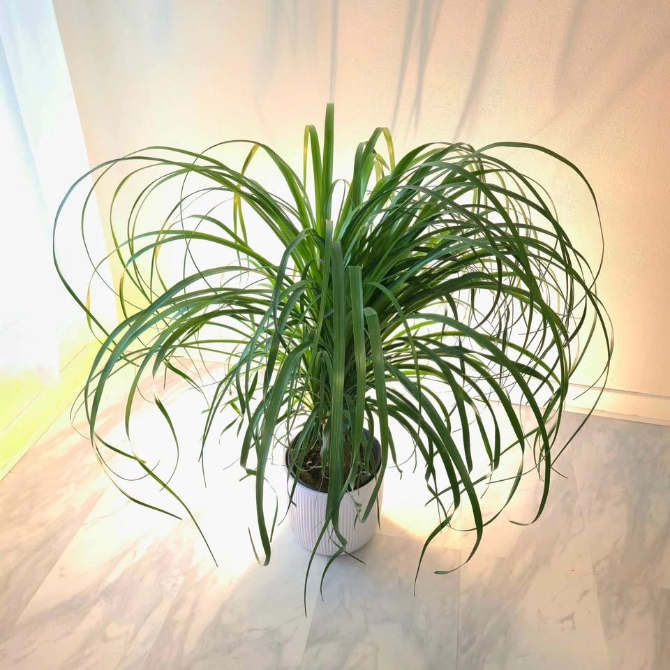 BIG Ponytail Palm in ceramic pot! | 3' Real Indoor Plant | 🟢 FRE - photo 3