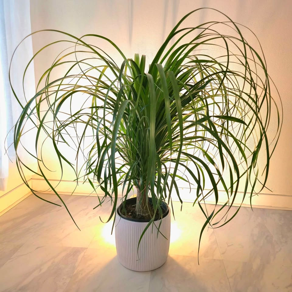 BIG Ponytail Palm in ceramic pot! | 3' Real Indoor Plant | 🟢 FRE - photo 4