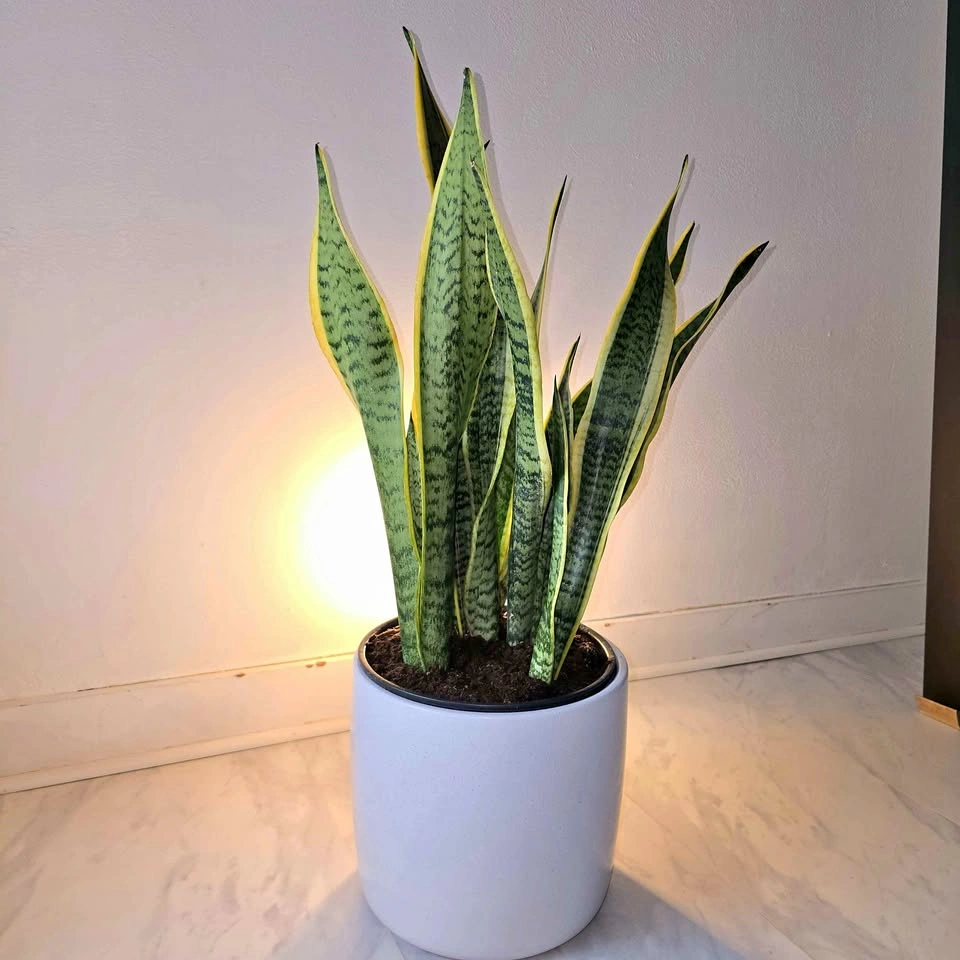 Snake Plants in white ceramic! | 🟢 FREE DELIVERY