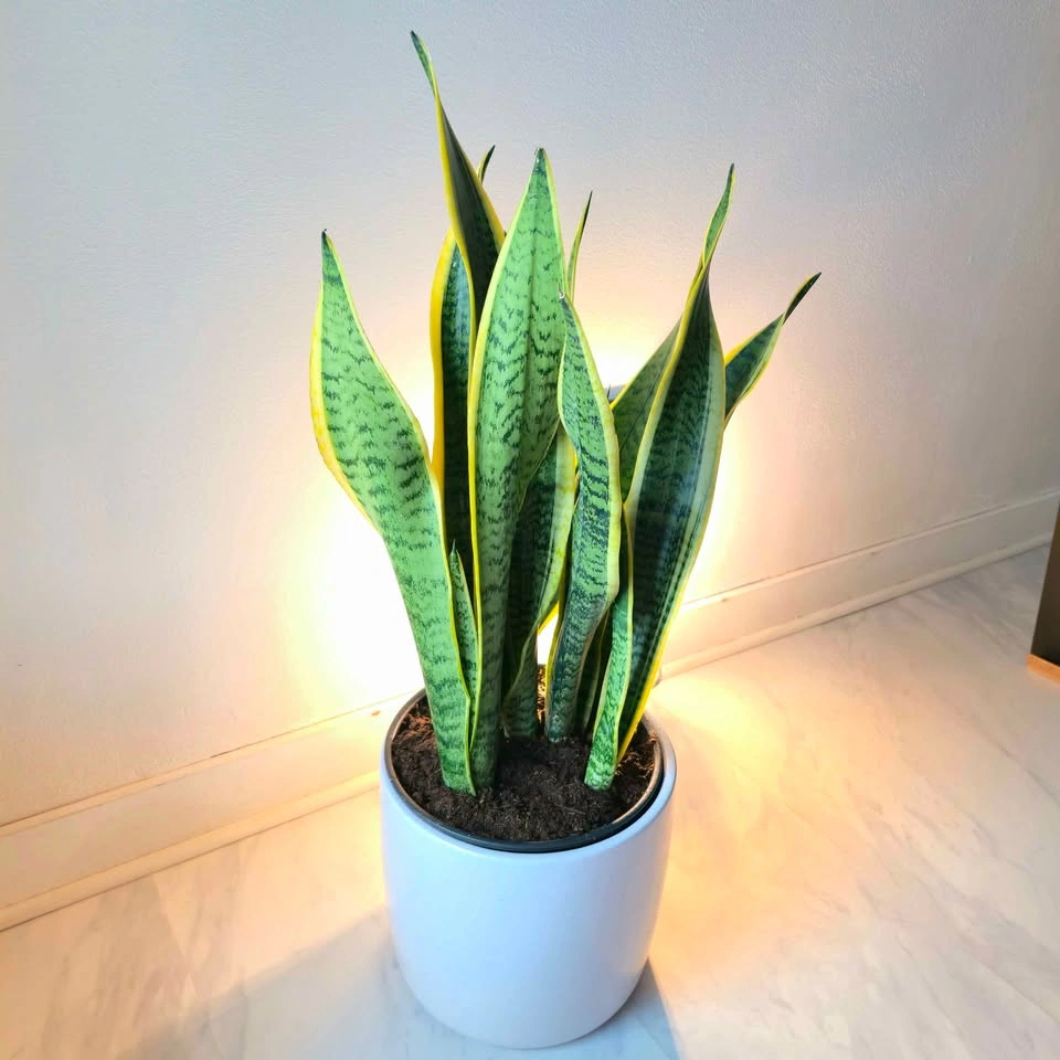 Snake Plants in white ceramic! | 🟢 FREE DELIVERY - photo 2
