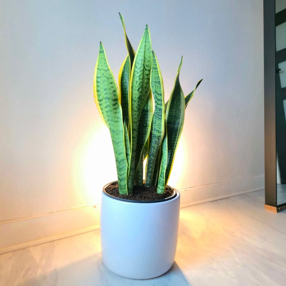 Snake Plants in white ceramic! | 🟢 FREE DELIVERY - photo 3