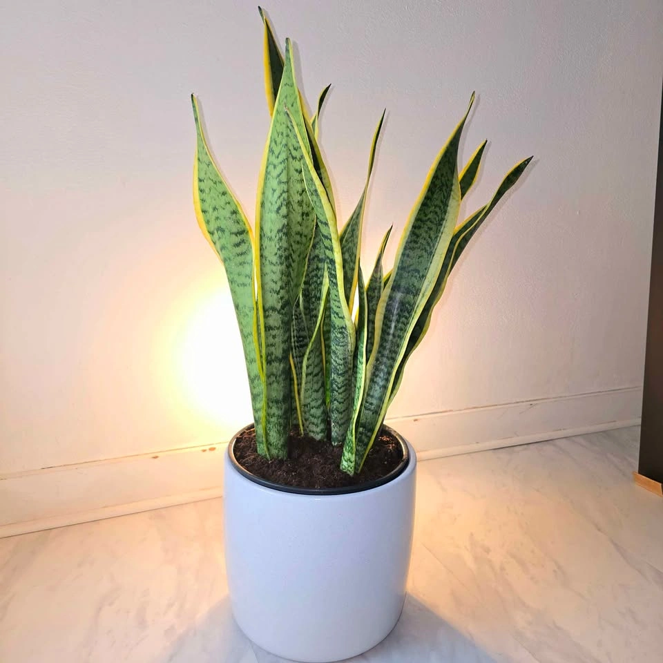 Snake Plants in white ceramic! | 🟢 FREE DELIVERY - photo 4