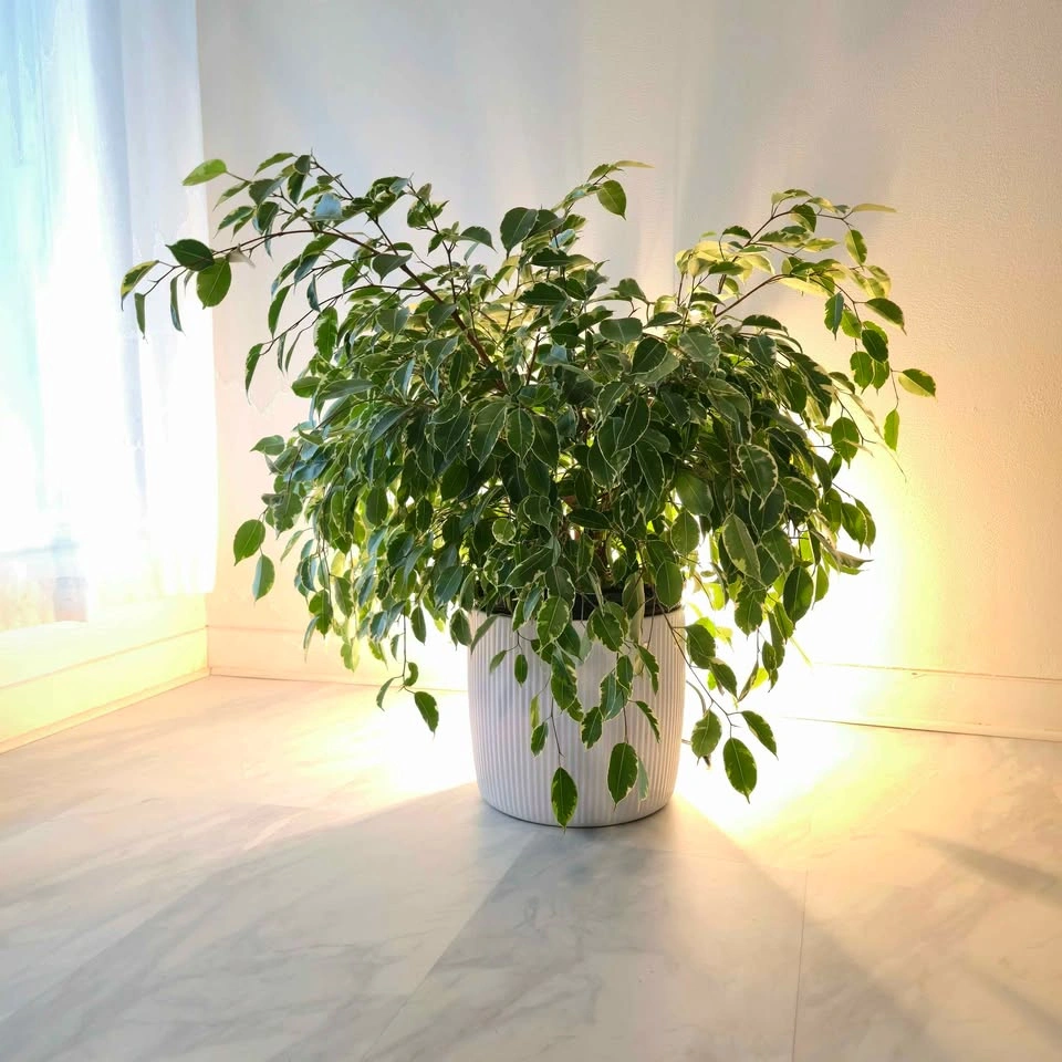 Ficus Benjamina in ceramic | 2.5' Real Indoor Plant - photo 2