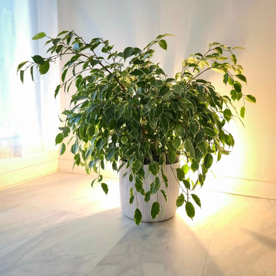 Ficus Benjamina in ceramic | 2.5' Real Indoor Plant - photo 3