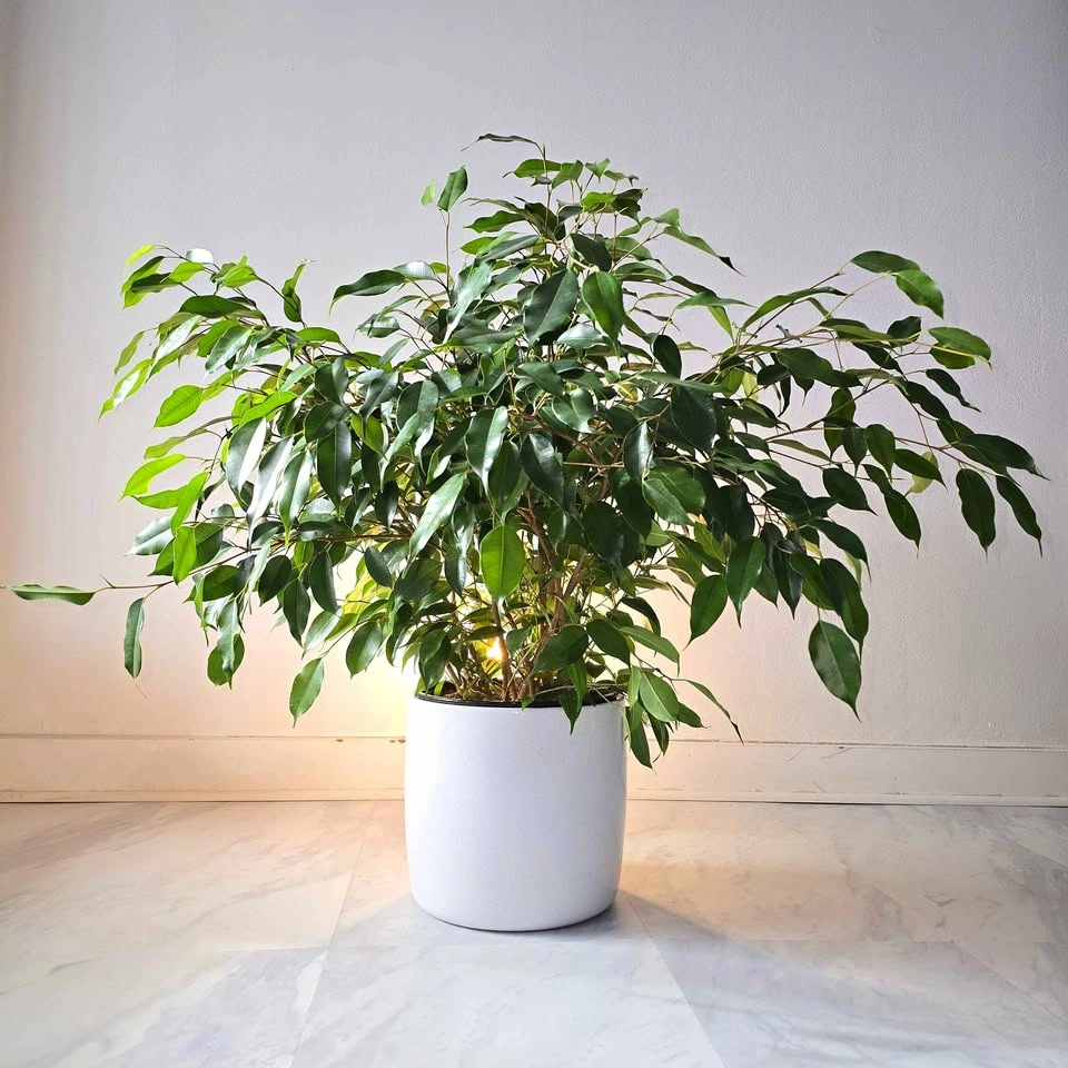 Ficus Benjamina in Ceramic | 2.0' Real Plant | 🟢 FREE DELIVERY!