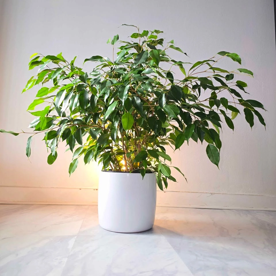 Ficus Benjamina in Ceramic | 2.0' Real Plant | 🟢 FREE DELIVERY! - photo 2
