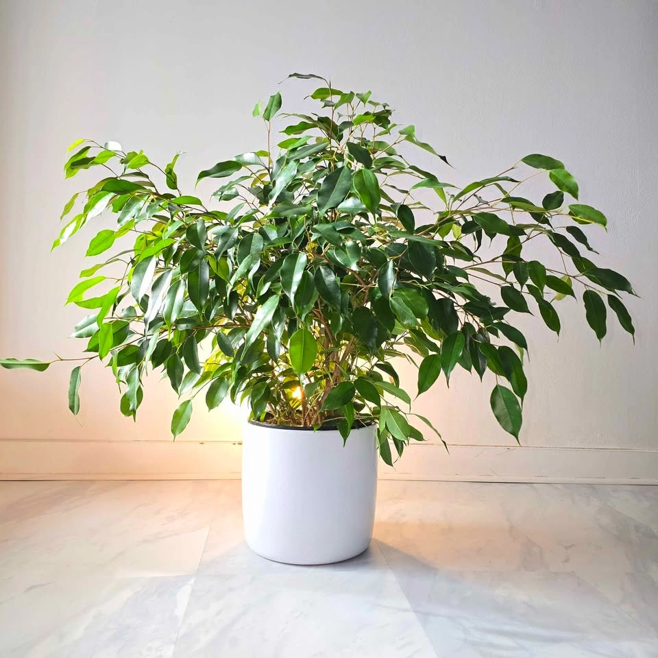 Ficus Benjamina in Ceramic | 2.0' Real Plant | 🟢 FREE DELIVERY! - photo 3