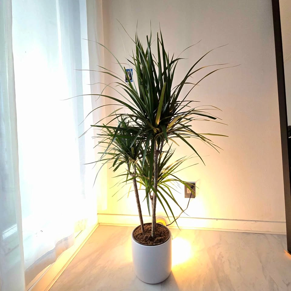 Dracaena Marginata | 3.5' Real Indoor Plant | FREE DELIVERY! - photo 2