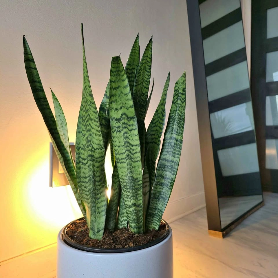 Sansevieria Snake Plant | 1.5' Real Indoor Plant