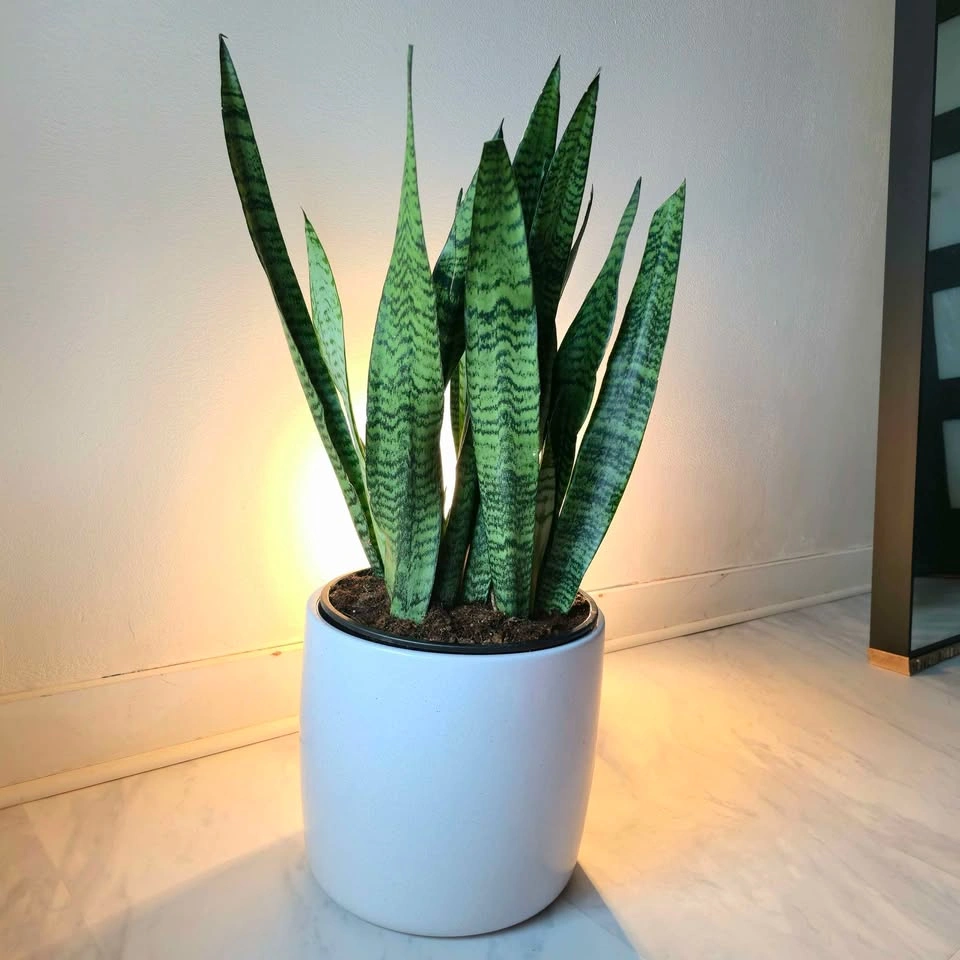 Sansevieria Snake Plant | 1.5' Real Indoor Plant - photo 2