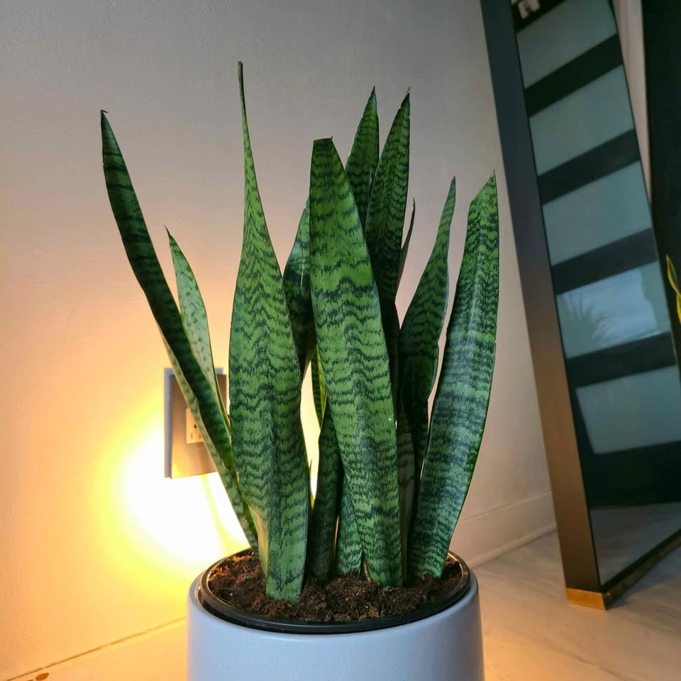Sansevieria Snake Plant | 1.5' Real Indoor Plant - photo 3