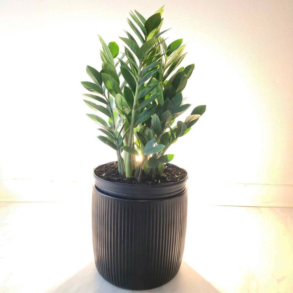 ZZ Plant includes ceramic pot and free delivery! - photo 3