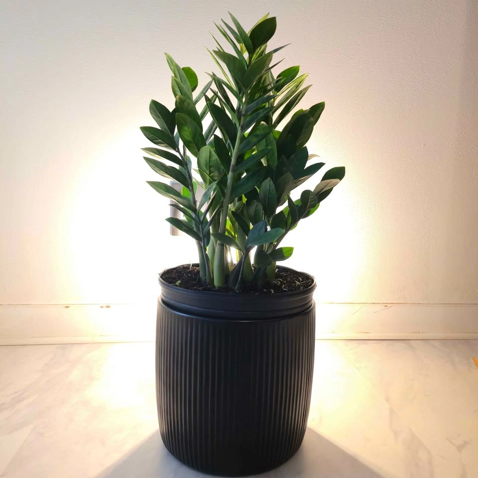 ZZ Plant includes ceramic pot and free delivery! - photo 4