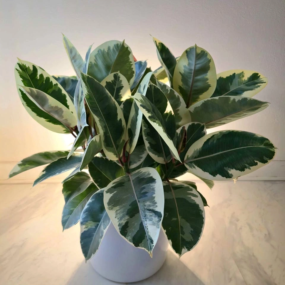 Variegated Rubber Tree with Pot
