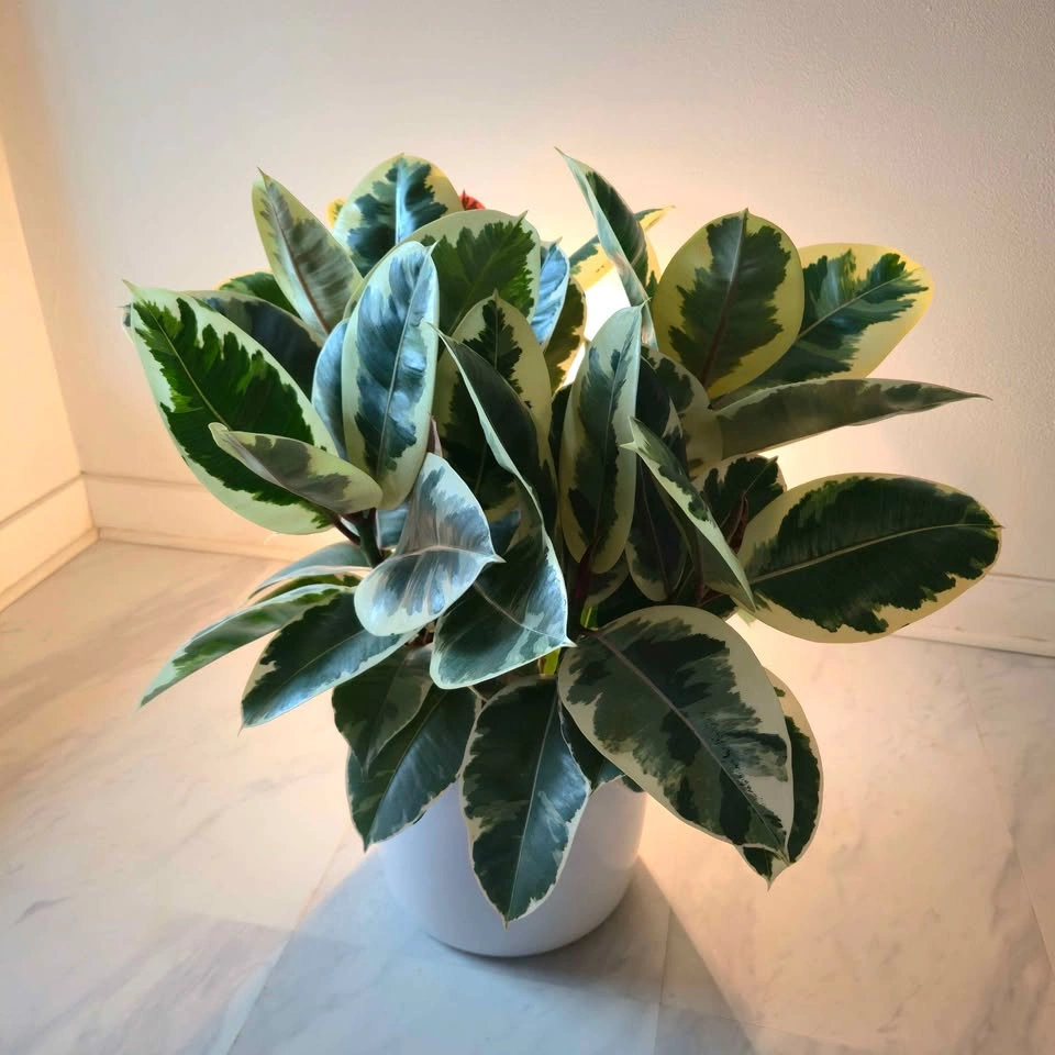 Variegated Rubber Tree with Pot - photo 2