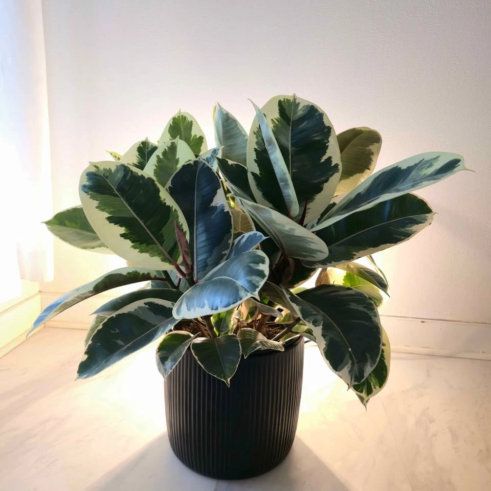 Variegated Rubber Tree with Pot - photo 3