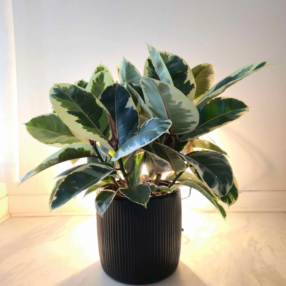 Variegated Rubber Tree with Pot - photo 4