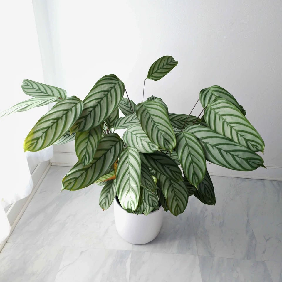 Calathea (Prayer Plant) includes pot and Free Delivery!