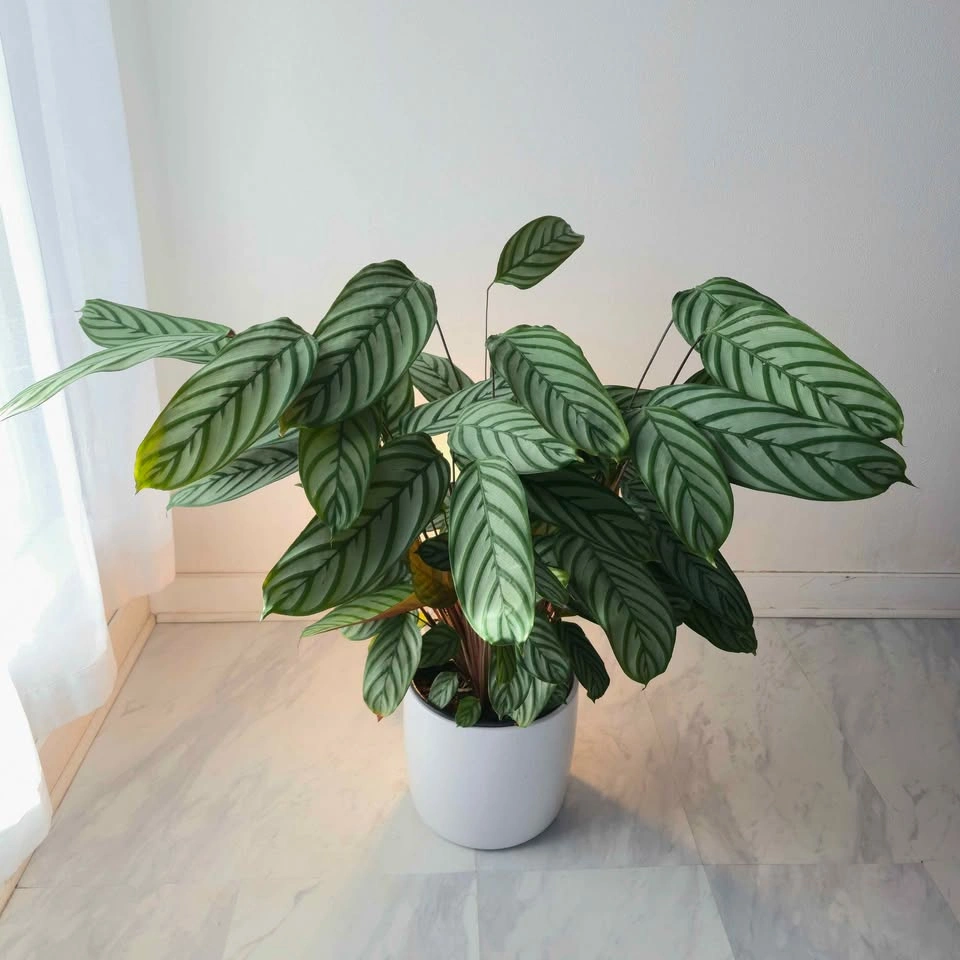 Calathea (Prayer Plant) includes pot and Free Delivery! - photo 2