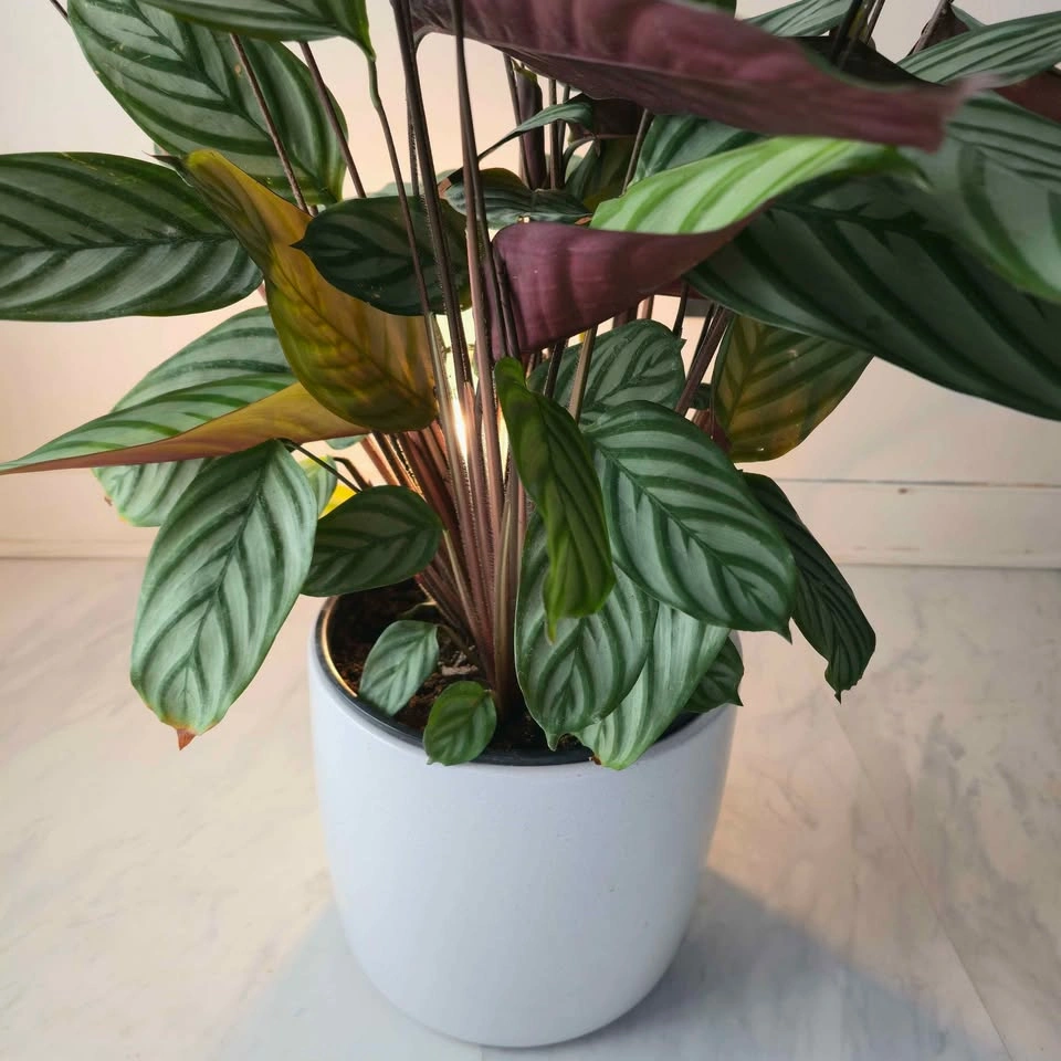 Calathea (Prayer Plant) includes pot and Free Delivery! - photo 3