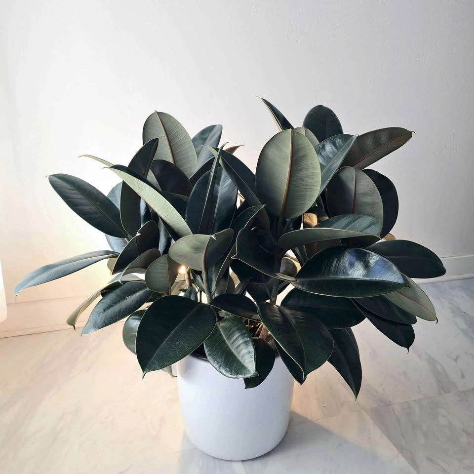 Rubber Tree includes ceramic pot and free delivery!