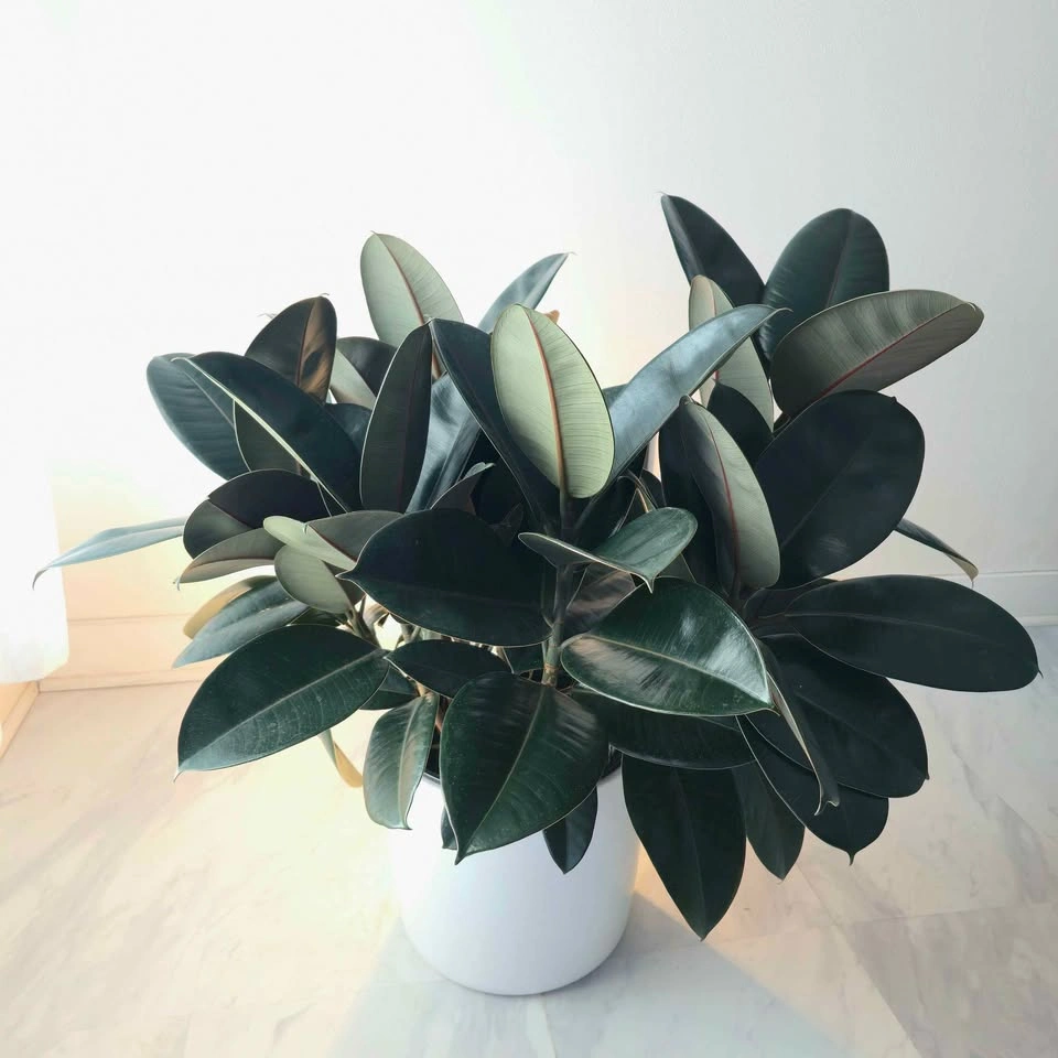 Rubber Tree includes ceramic pot and free delivery! - photo 2