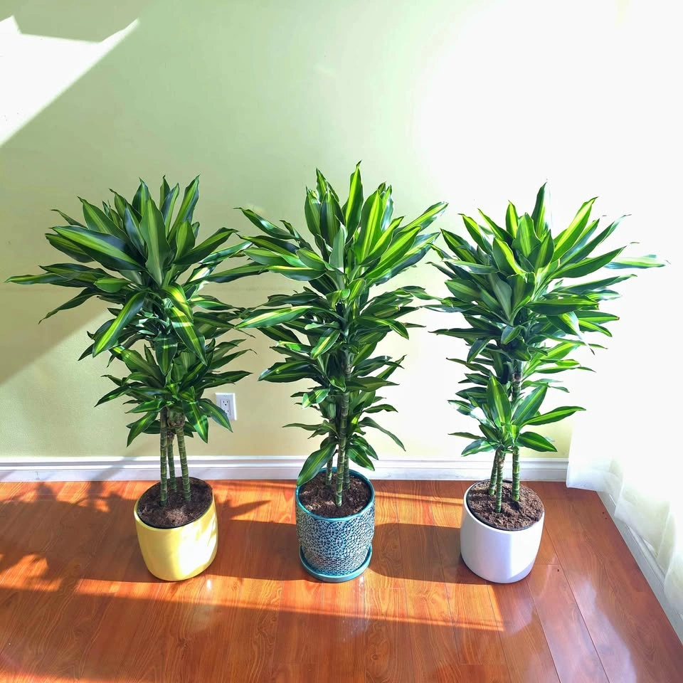 Dracaena Cintho | 3.5' Real Indoor Plants in Ceramic Pots