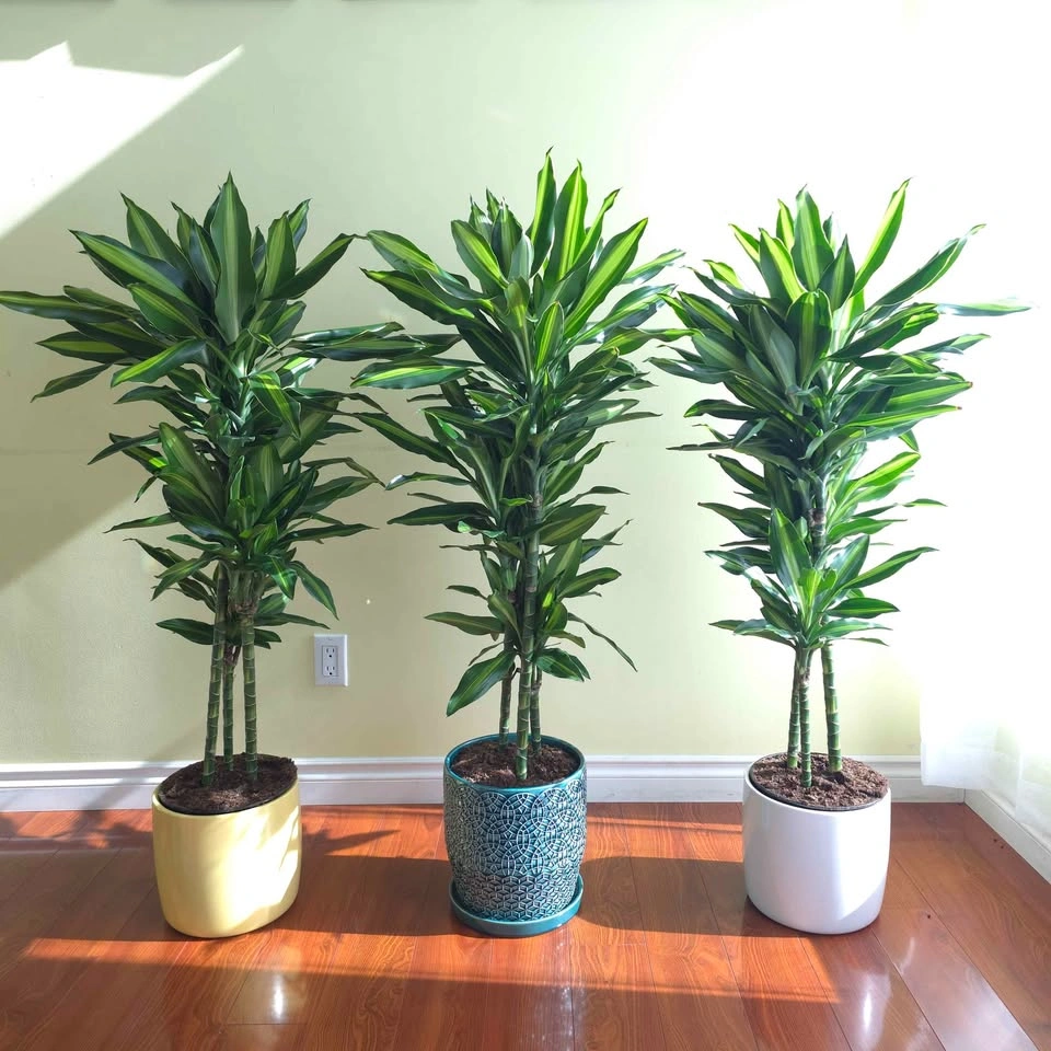 Dracaena Cintho | 3.5' Real Indoor Plants in Ceramic Pots - photo 2