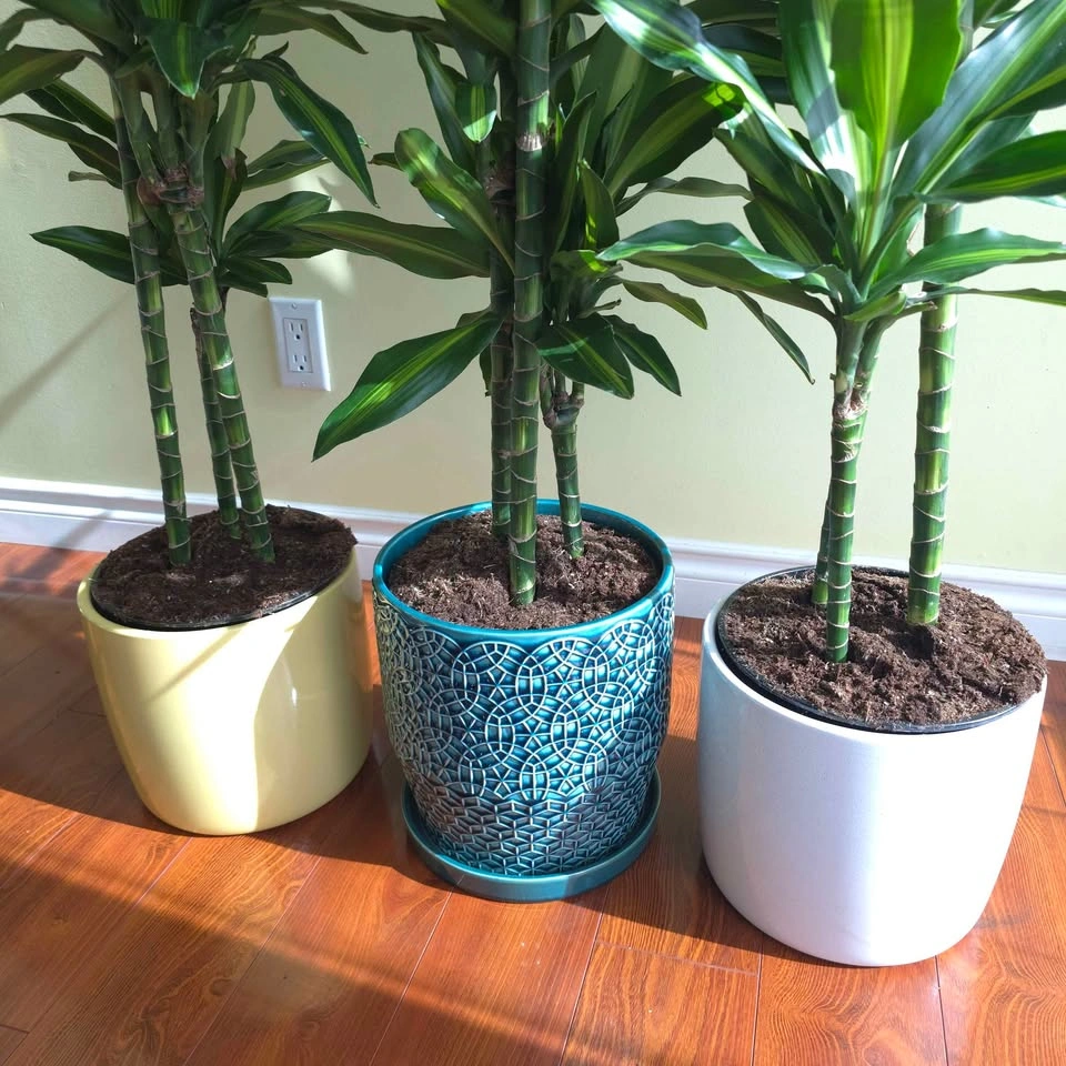 Dracaena Cintho | 3.5' Real Indoor Plants in Ceramic Pots - photo 3