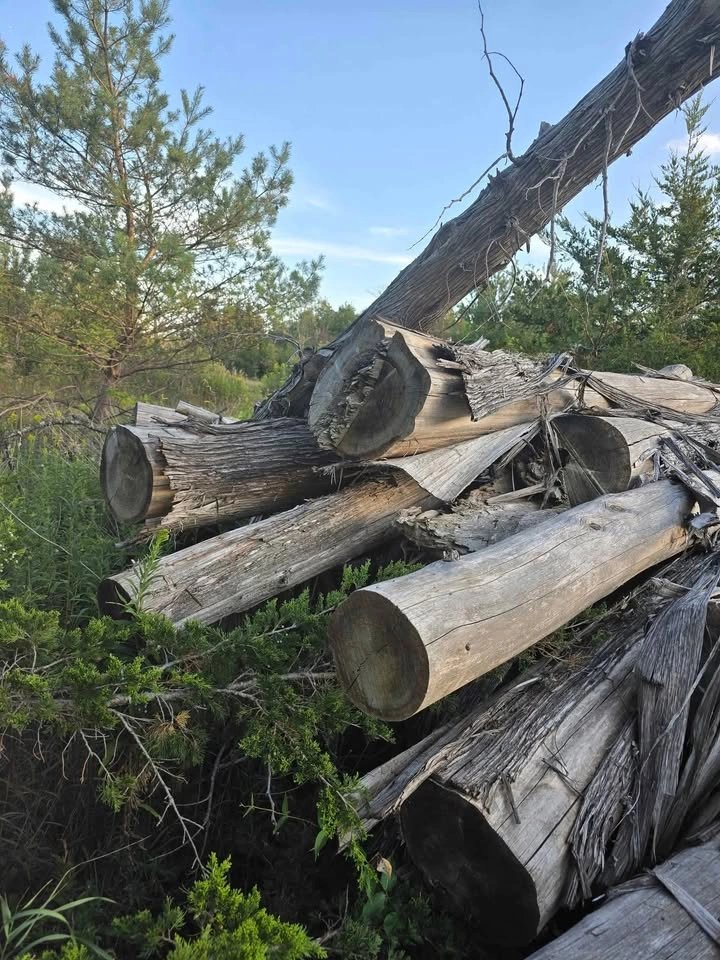 Cedar logs