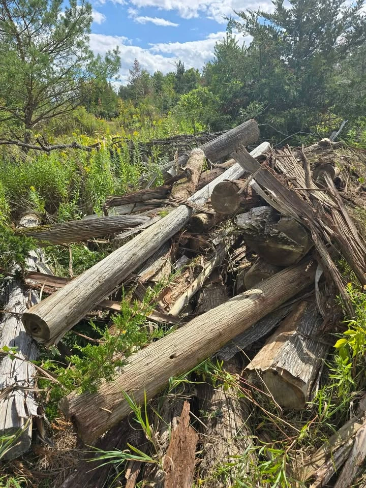 Cedar logs - photo 3