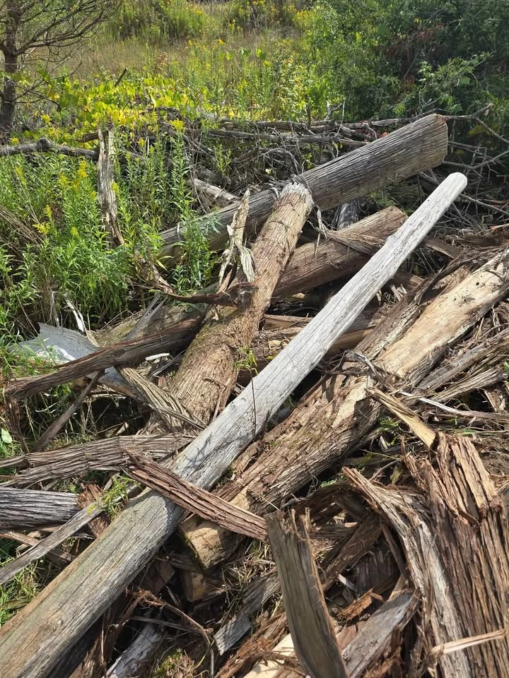 Cedar logs - photo 4