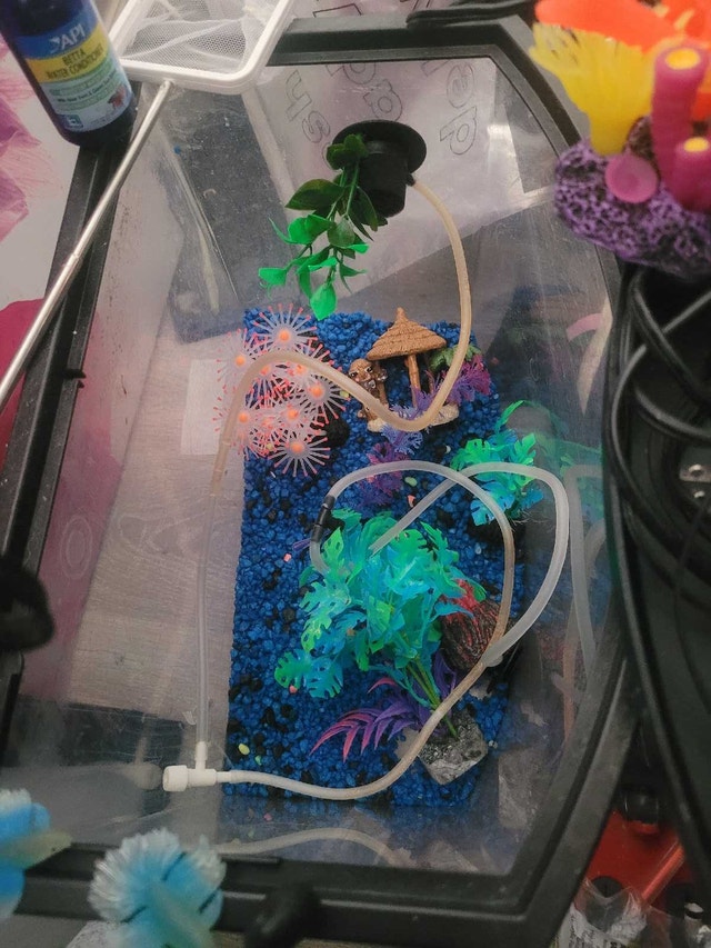 Small aquarium set up! - photo 4