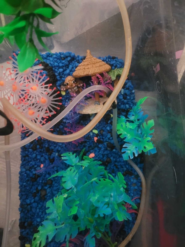Small aquarium set up! - photo 5