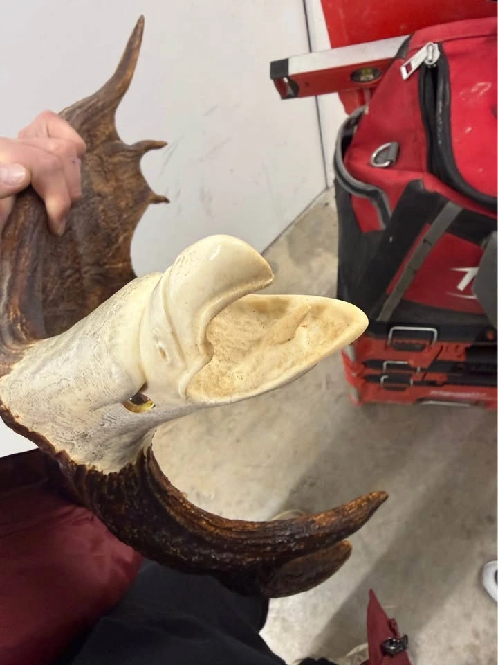 Hand Carved Antler Sculpture – Eagle Head / Wildlife Art - photo 4